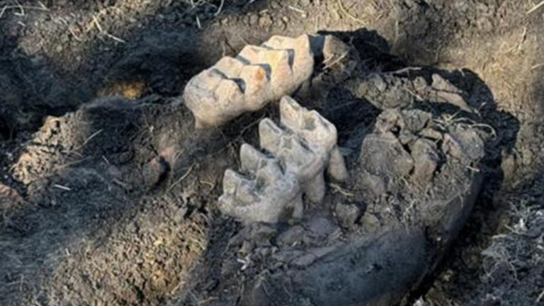 Amerikalı bir adam arka bahçesinde soyu tükenmiş bir hayvanın fosilini buldu