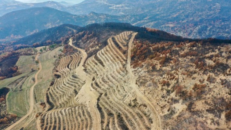 Yangınlarda zarar gören alanlar 5 milyon 350 fidanla yeşillendirilecek