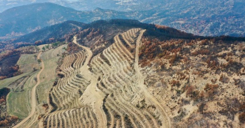 Yangınlarda zarar gören alanlar 5 milyon 350 fidanla yeşillendirilecek