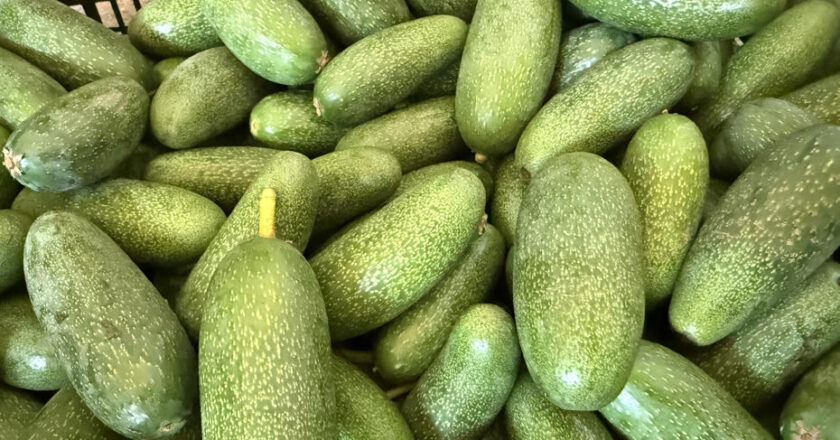 Antalya’nın Ürünleri Dünyaya Açılıyor: Rekolte Beklentisi Zirveye Çıkacak