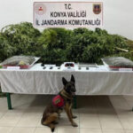 Esrar bulunan çiftlikte avukat aklandı, iki çalışan 14 yıl hapis cezası aldı.