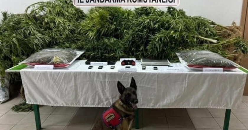 Esrar bulunan çiftlikte avukat aklandı, iki çalışan 14 yıl hapis cezası aldı.